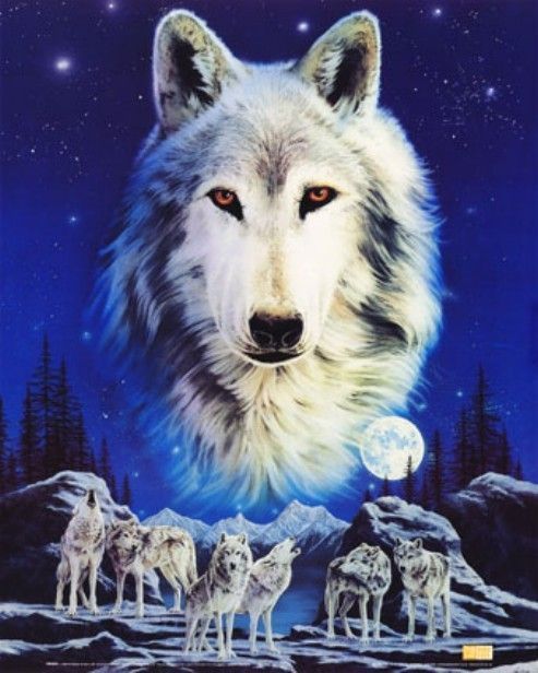 Loups Et Amerindiens